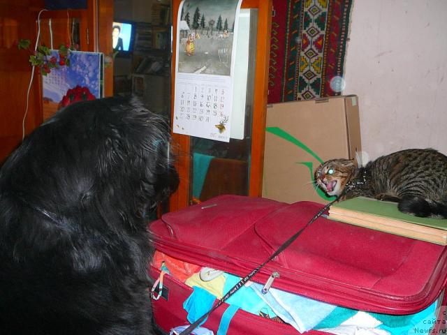 Фото: ньюфаундленд Плюшевая Панда Габриэла