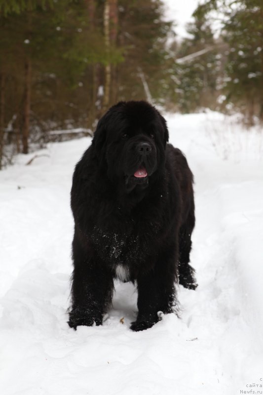 Фото: ньюфаундленд Cristalmar Cadeaux de Noel