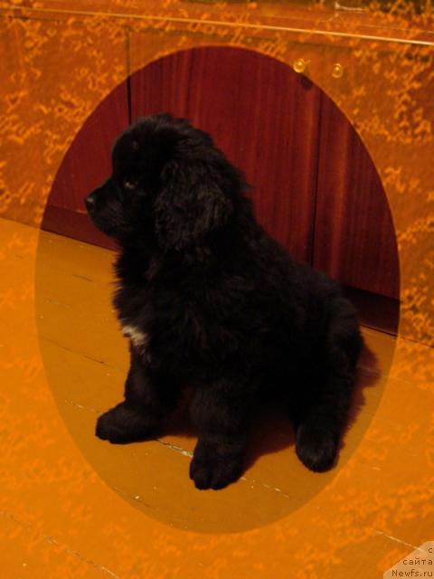 Фото: ньюфаундленд Арчибальд