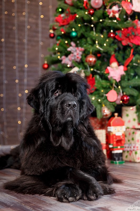 Фото: ньюфаундленд Ньюфорт Аманда Блум (Njufort Amanda Blum)