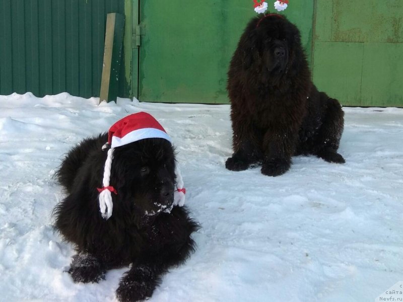 Фото: ньюфаундленд Топтыжка Николетта, ньюфаундленд Топтыжка Дон Кихот