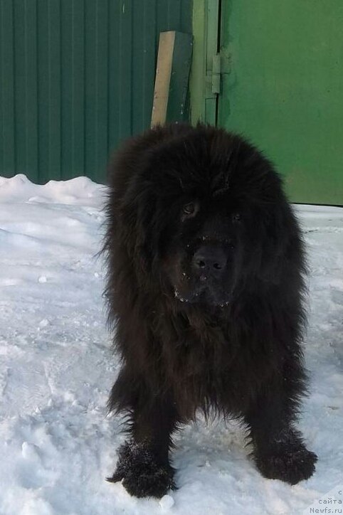 Фото: ньюфаундленд Топтыжка Николетта