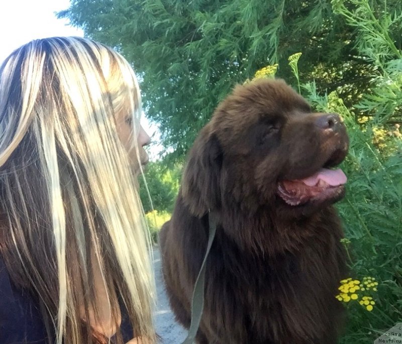 Фото: ньюфаундленд Плюшевая Панда Елоге ду Оранге (Plushevaya Panda Eloge du Orange)