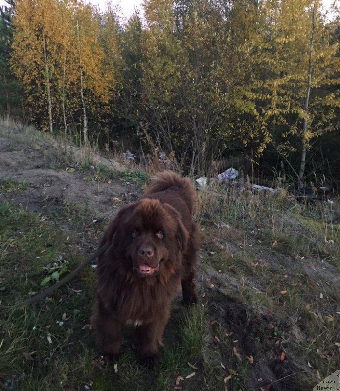 Фото: ньюфаундленд Плюшевая Панда Елоге ду Оранге (Plushevaya Panda Eloge du Orange)