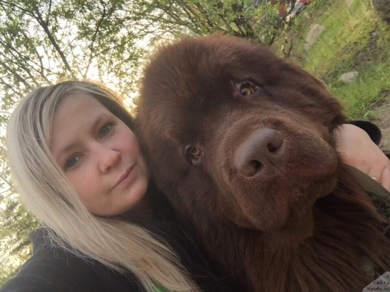 Фото: ньюфаундленд Плюшевая Панда Елоге ду Оранге (Plushevaya Panda Eloge du Orange)