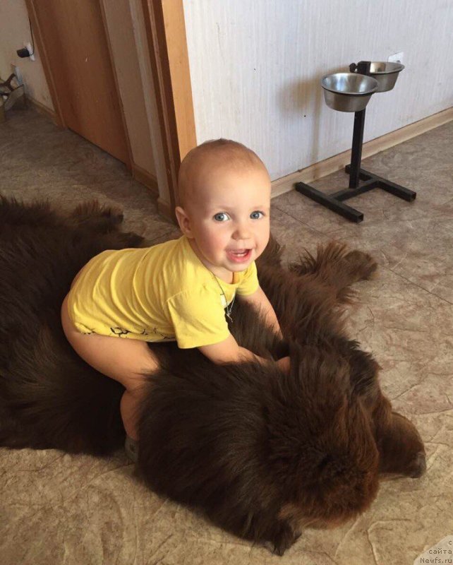 Фото: ньюфаундленд Плюшевая Панда Елоге ду Оранге (Plushevaya Panda Eloge du Orange)