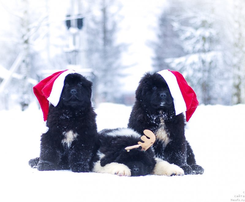 Фотография № 240883