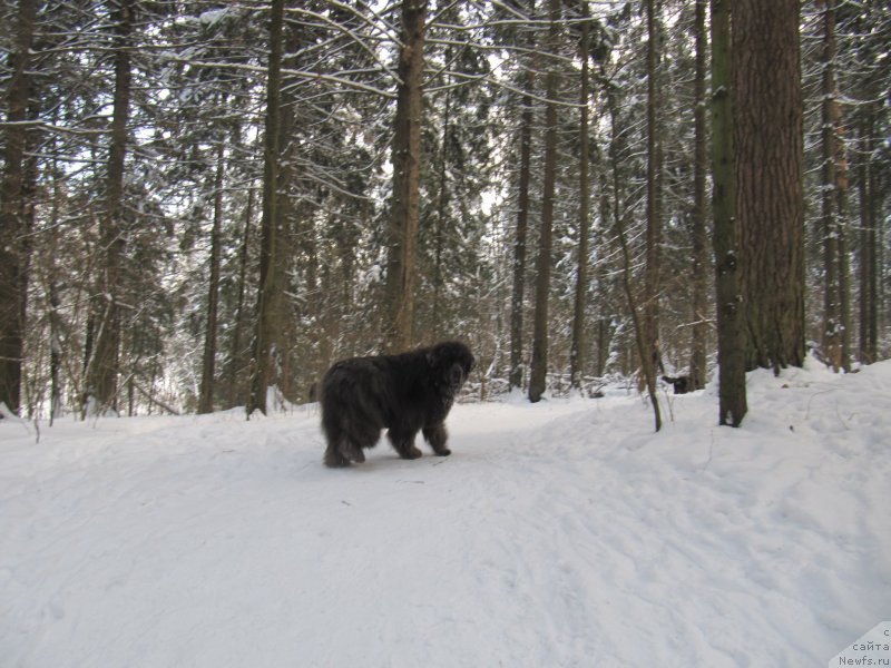 Фото: ньюфаундленд Дюрбахлер Клаб Альфаретта Виньетта