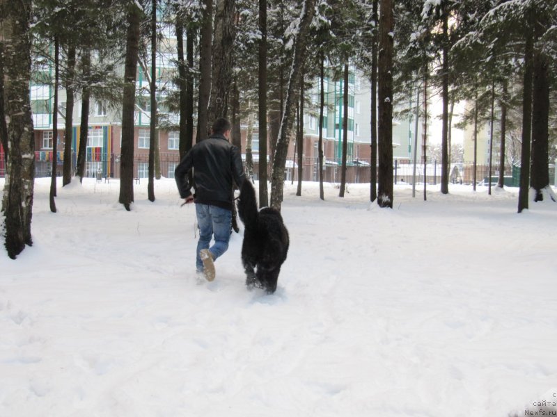 Фото: ньюфаундленд Риччи с Берега Дона (Richchi s Berega Dona)