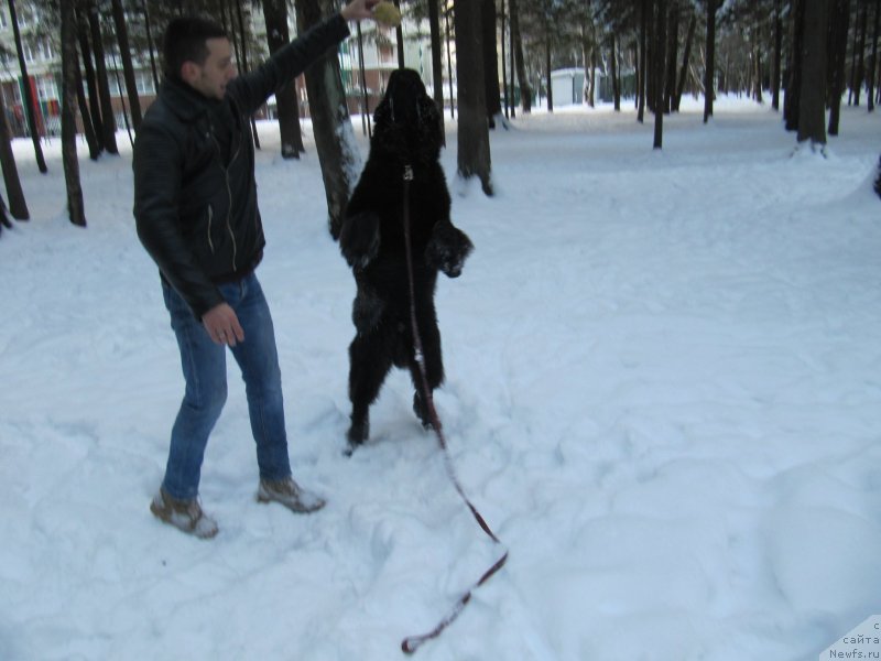 Фото: ньюфаундленд Риччи с Берега Дона (Richchi s Berega Dona)