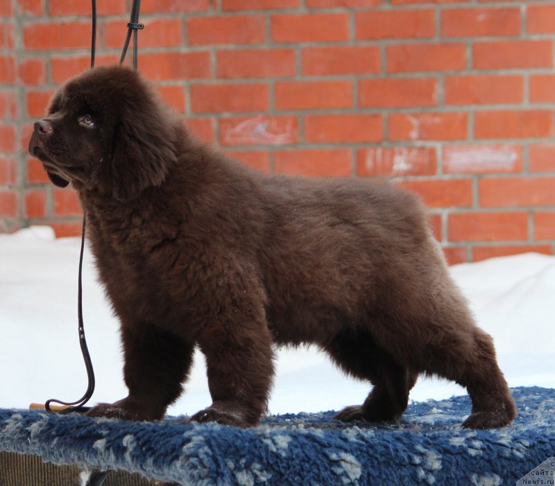 Фото: ньюфаундленд Супер Премиум Ай эм Кис Кис (Super Premium I m Kiss Kiss)