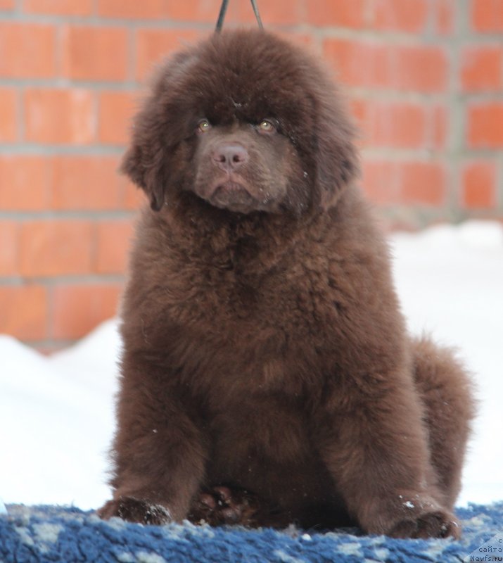 Фото: ньюфаундленд Супер Премиум Ай эм Кис Кис (Super Premium I m Kiss Kiss)