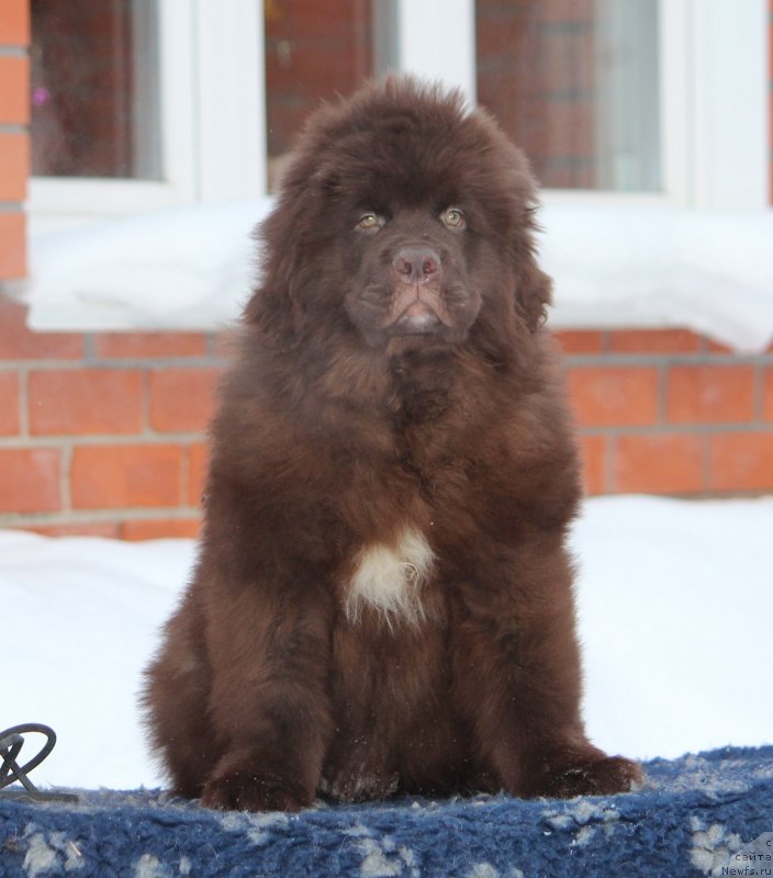 Фото: ньюфаундленд Супер Премиум Абу-Даби