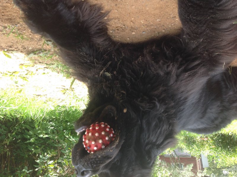 Фото: ньюфаундленд Сент Джонс Эрни Марич (Sent Djons Erni Marich)