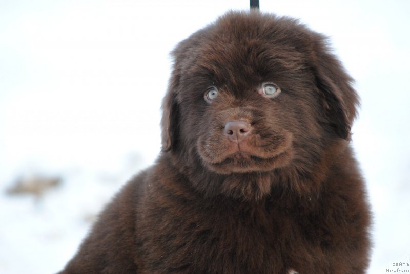 Фото: ньюфаундленд Моя Стихия Санто Стефано