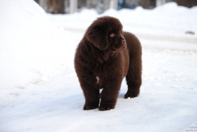 Фото: ньюфаундленд Моя Стихия Санто Стефано