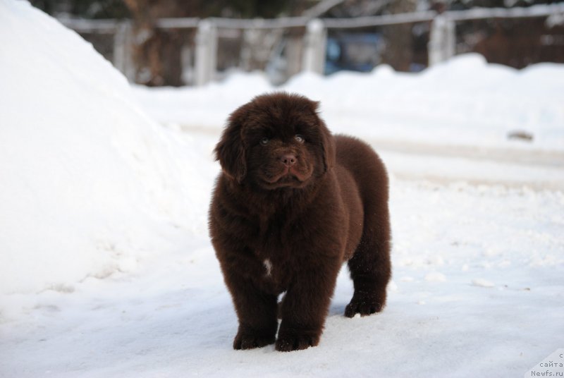 Фото: ньюфаундленд Моя Стихия Санто Стефано
