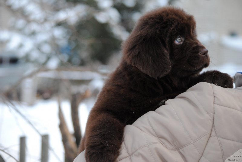 Фото: ньюфаундленд Моя Стихия Санто Стефано