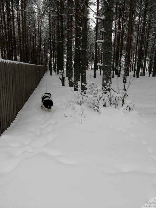 Фото: ньюфаундленд Диор от Карельских Медведей