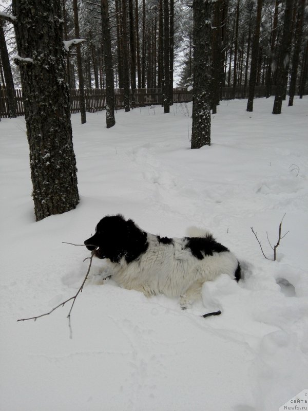 Фото: ньюфаундленд Диор от Карельских Медведей