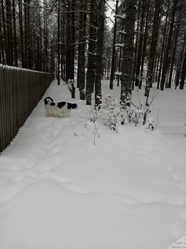 Фото: ньюфаундленд Диор от Карельских Медведей