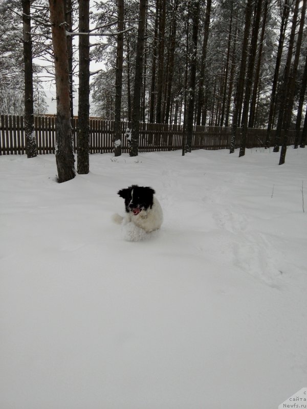 Фото: ньюфаундленд Диор от Карельских Медведей