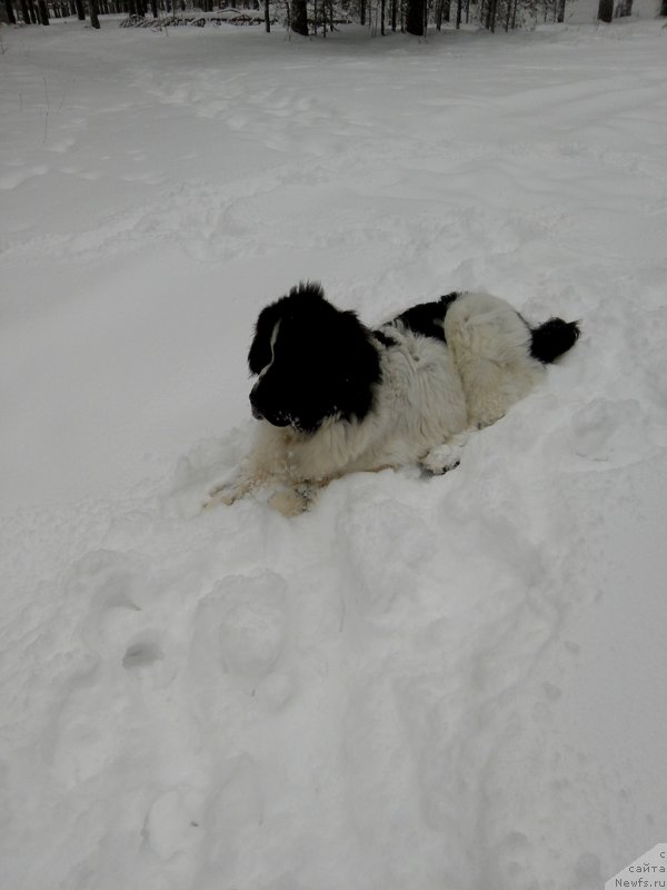 Фото: ньюфаундленд Диор от Карельских Медведей