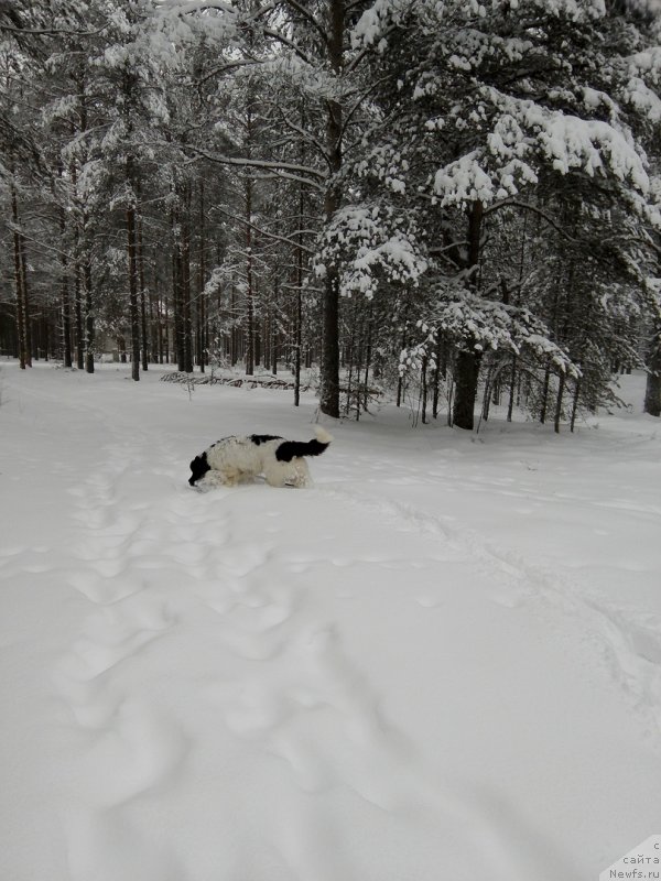 Фото: ньюфаундленд Диор от Карельских Медведей