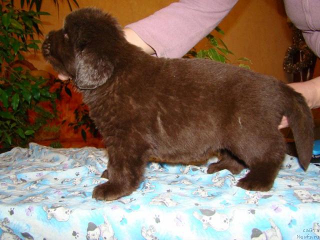 Фото: ньюфаундленд Командор из Медвежьего Яра