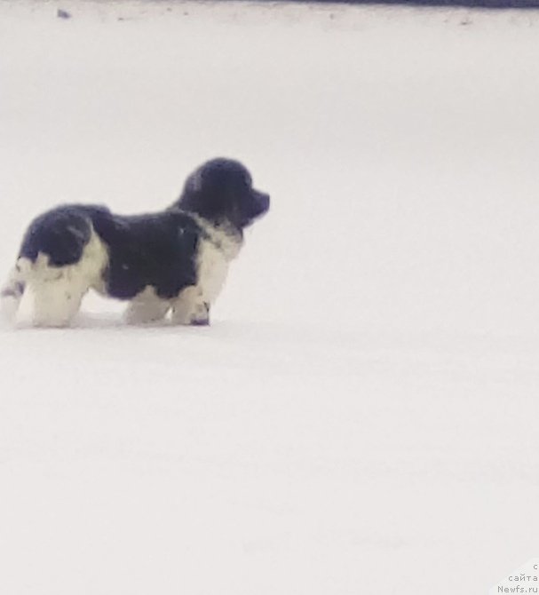 Фото: ньюфаундленд Жемчуг Севера от Карельских Медведей