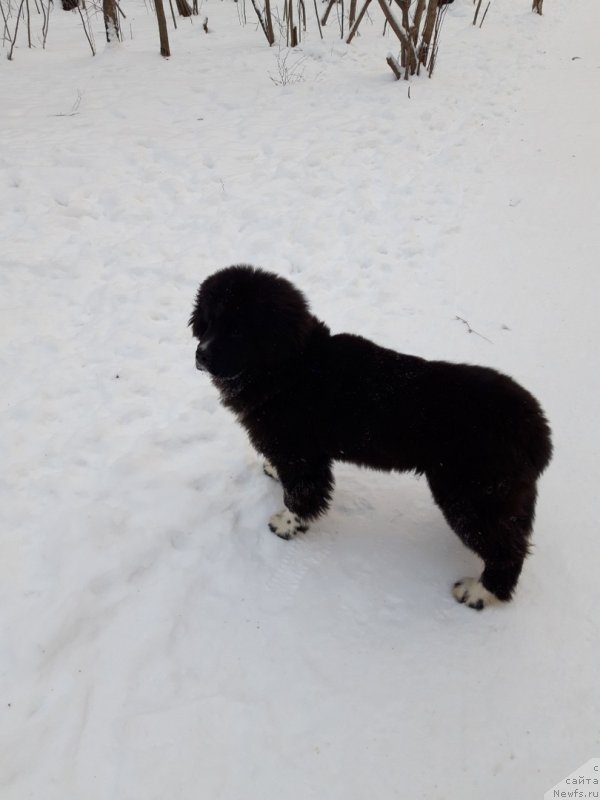 Фото: ньюфаундленд Жасмин от Карельских Медведей