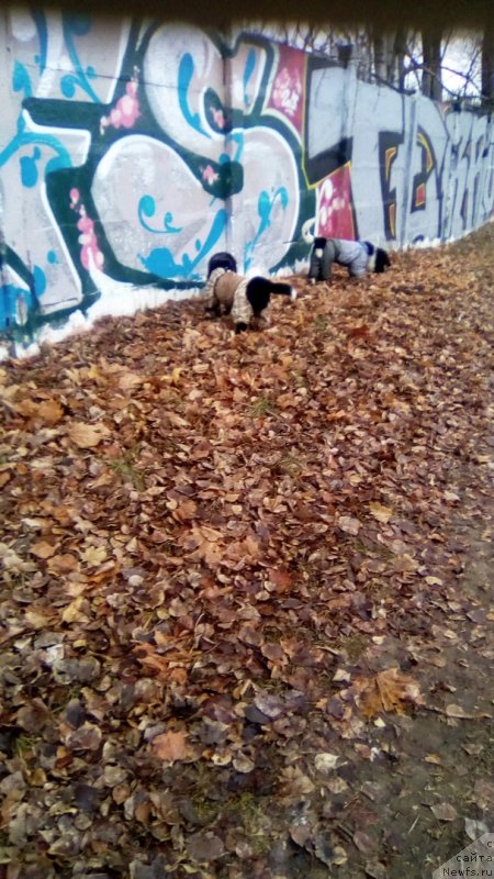 Фото: ньюфаундленд Жасмин от Карельских Медведей