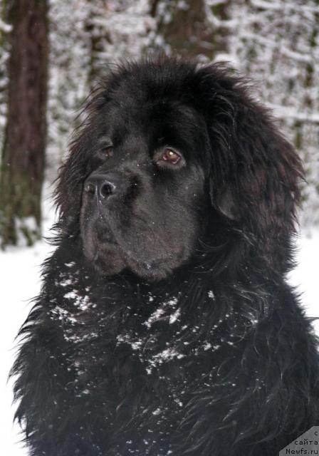 Фото: ньюфаундленд Имидж из Медвежьего Яра