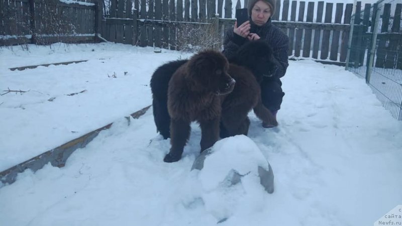 Фото: ньюфаундленд Ньюфорт Пастораль, ньюфаундленд Ньюфорт Принцесс Роуз Вейн