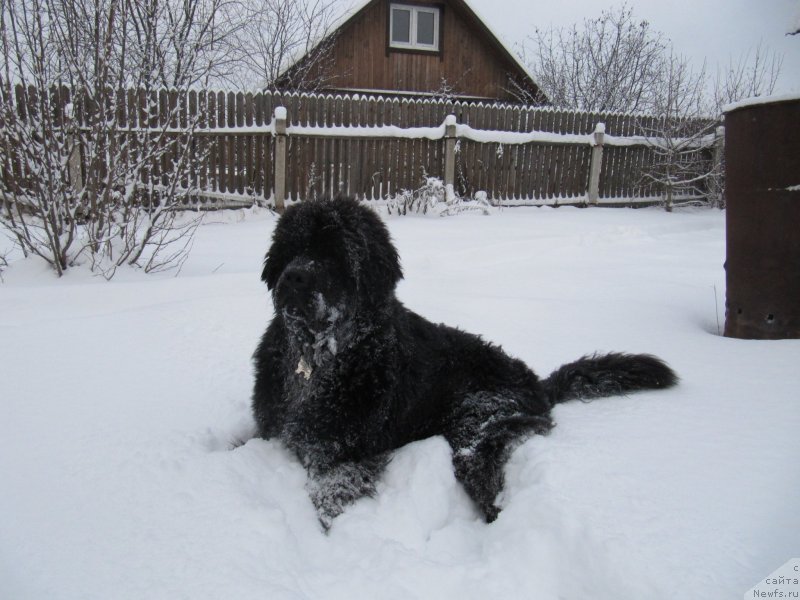 Фото: ньюфаундленд Риччи с Берега Дона (Richchi s Berega Dona)