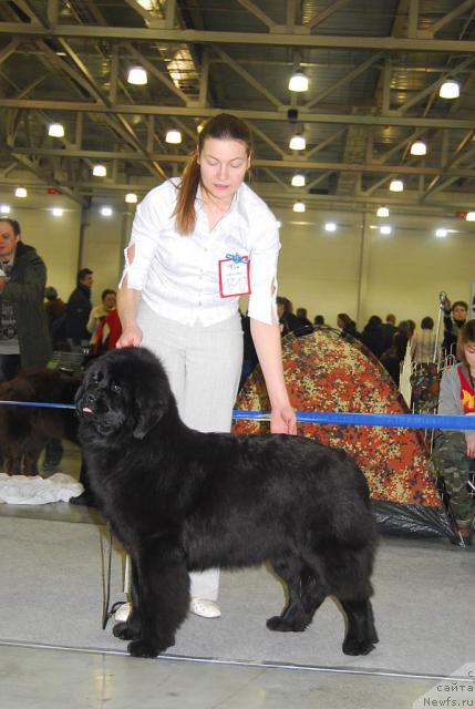 Фото: ньюфаундленд Августейшая Табата из Орловской Слободы