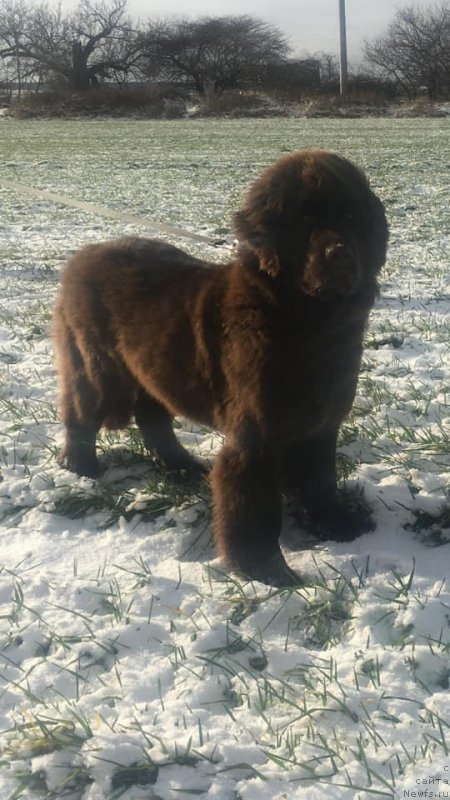 Фото: ньюфаундленд Ньюфорт Овейшен Голди Кнайт