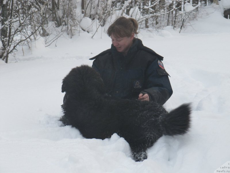 Фото: ньюфаундленд Риччи с Берега Дона (Richchi s Berega Dona), Анна Петрушкина