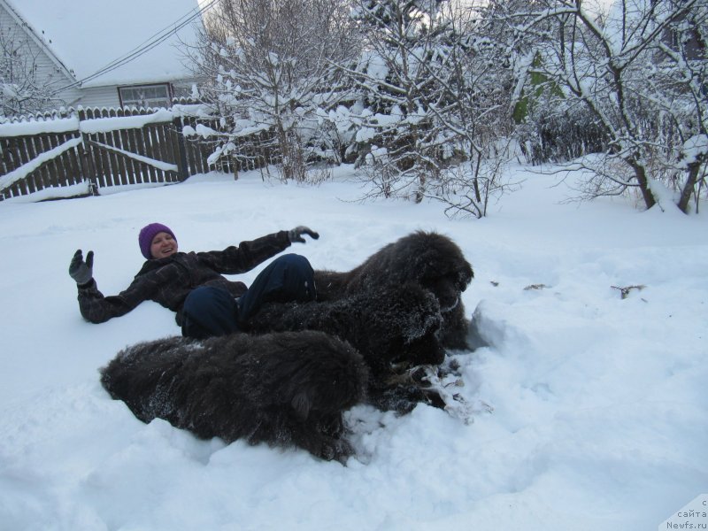 Фото: Анастасия Киреева, ньюфаундленд Дюрбахлер Клаб Альфаретта Виньетта, ньюфаундленд Риччи с Берега Дона (Richchi s Berega Dona), ньюфаундленд Мелти Вейв Марин Тифея (Melty Wave Marine Tifeya)