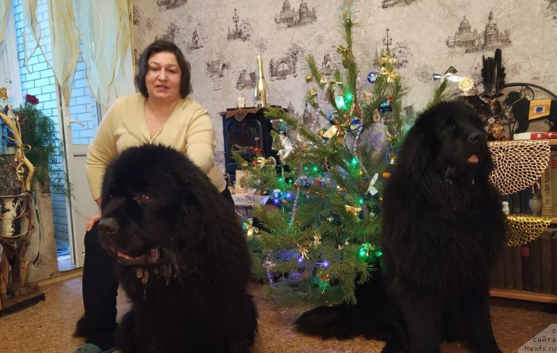 Фото: ньюфаундленд Матвей с Берега Дона (Matvey s Berega Dona), ньюфаундленд Идеал Тейст оф Виктори (Ideal Taste of Victory), Лилиана Рахматова