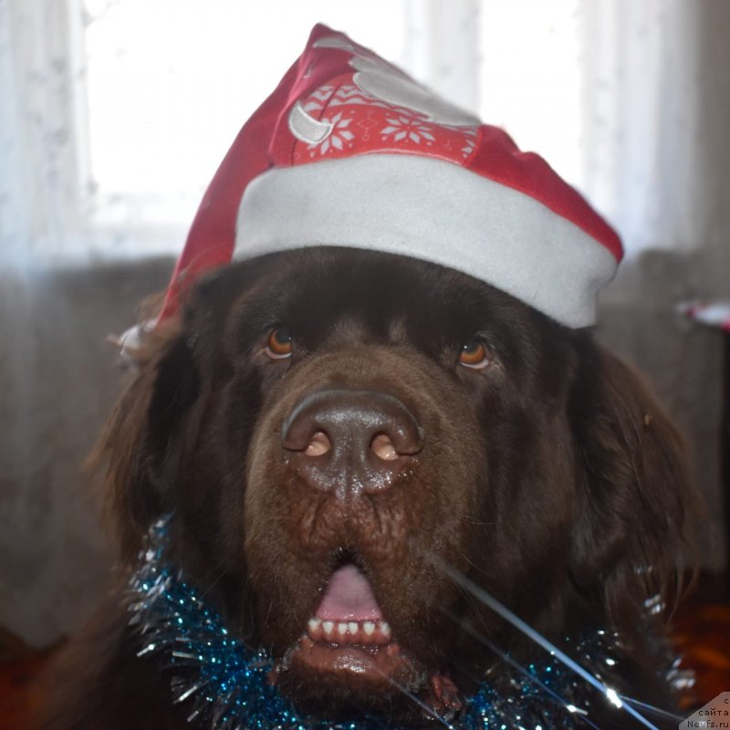 Фотография № 240975