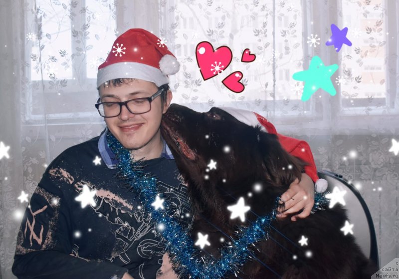 Фото: ньюфаундленд Браунблад МСК Бен-Ами Лон