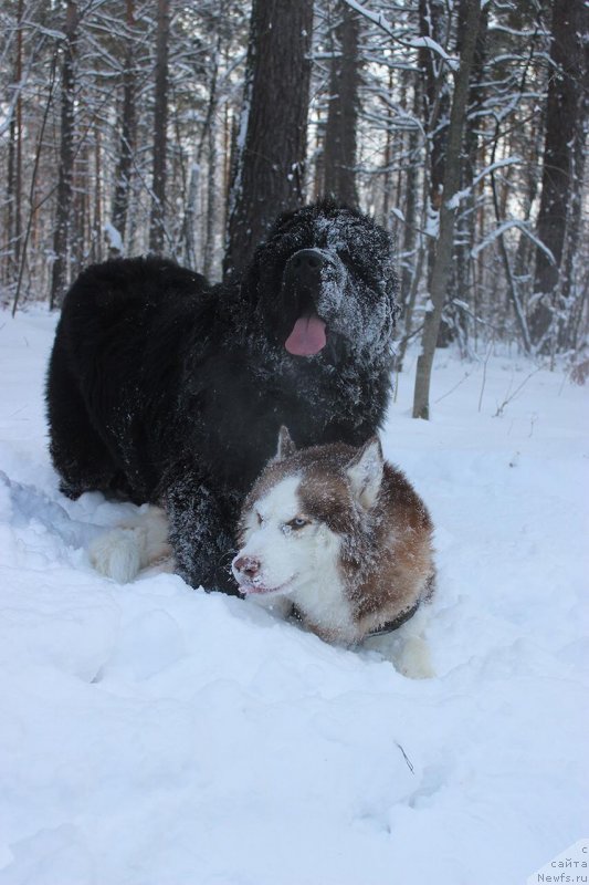 Фото: ньюфаундленд Супер Премиум Эдинбург