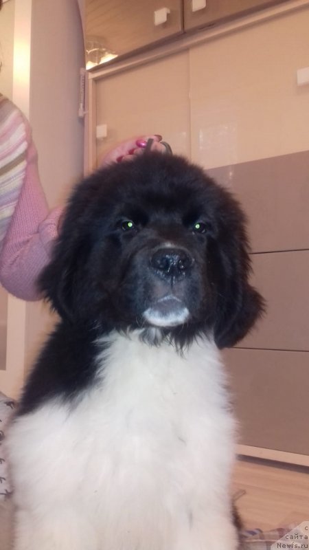 Фото: ньюфаундленд Супер Премиум Браденбург