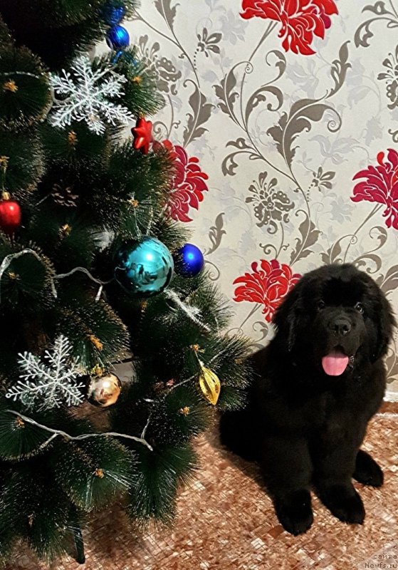 Фото: ньюфаундленд Гром Великий из Замка Мелвин