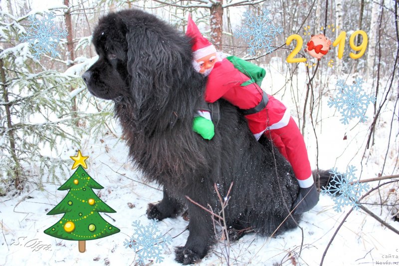 Фото: ньюфаундленд Козырный Туз с Берега Дона (Kozyrniy Tuz s Berega Dona)