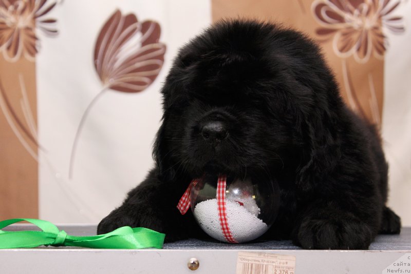 Фото: ньюфаундленд Океан Мечты Андерсен (Okean Mechty Andersen)