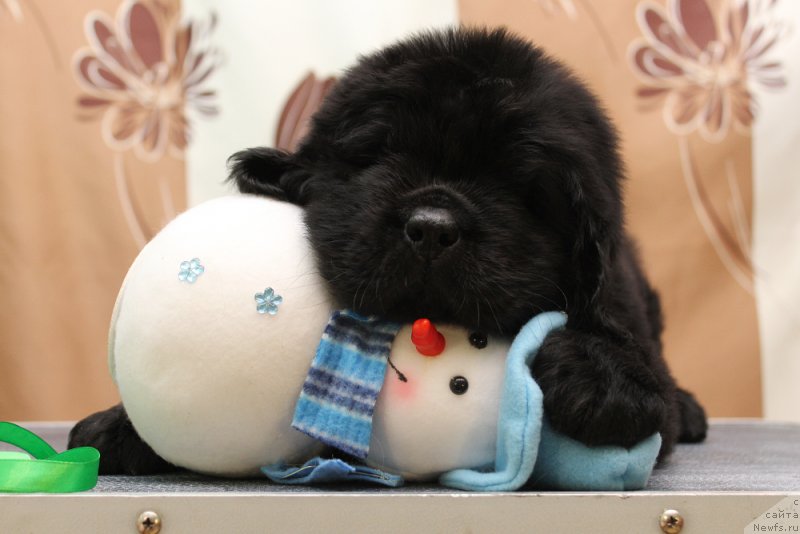 Фото: ньюфаундленд Океан Мечты Андерсен (Okean Mechty Andersen)