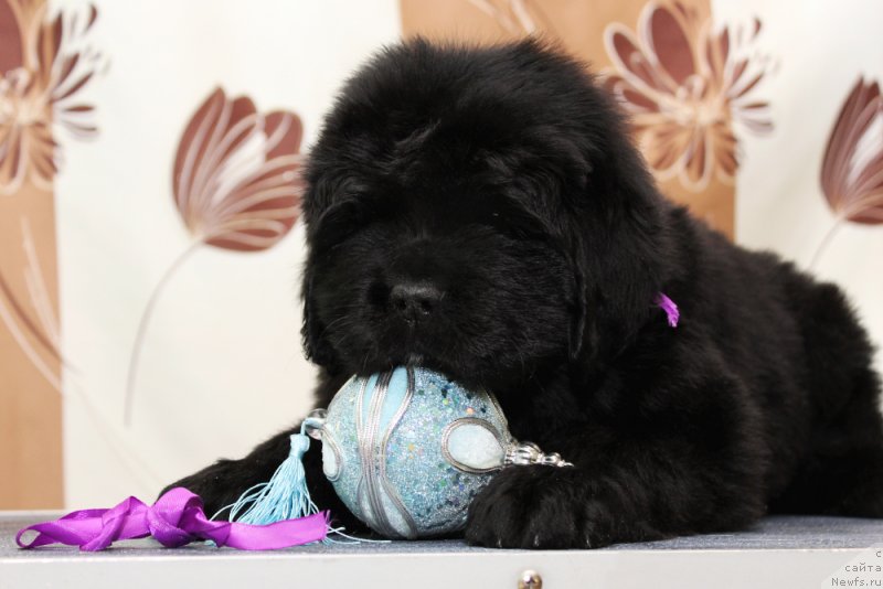 Фото: ньюфаундленд Океан Мечты Адреналин