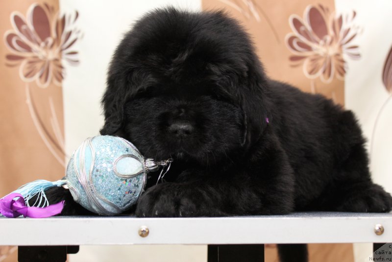 Фото: ньюфаундленд Океан Мечты Адреналин